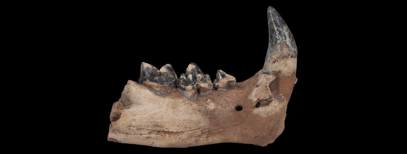 Fragment masywnej prawej żuchwy lwa jaskiniowego z ostrym kłem, dwoma zębami przedtrzonowymi i zębem trzonowym.
